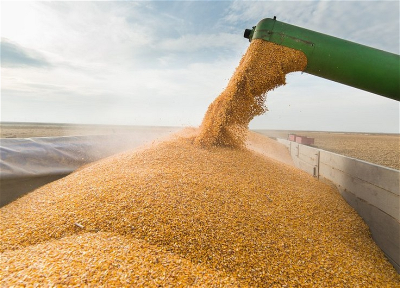 Азербайджан стал в этом году крупнейшим покупателем зерна из Саратовской области РФ
