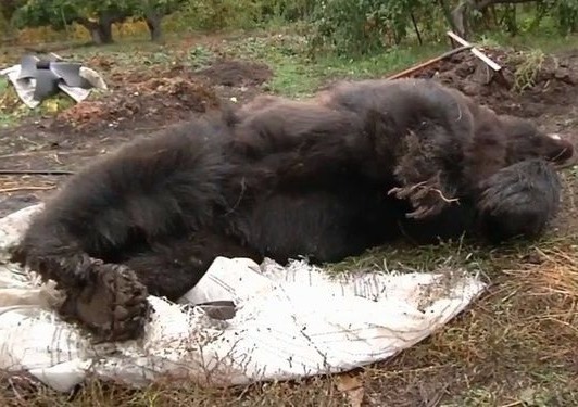 Rusiyada ayı Böyük Vətən müharibəsi veteranını öldürdü – VİDEO