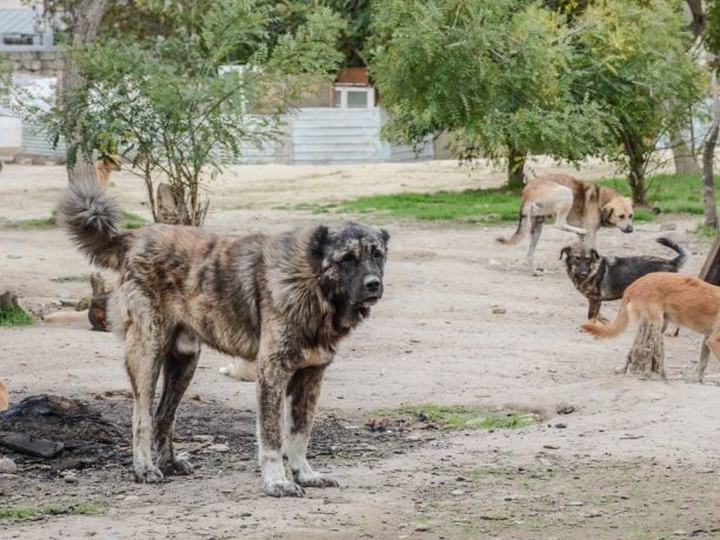 В Баку на бродячих собак будут вешать бирки