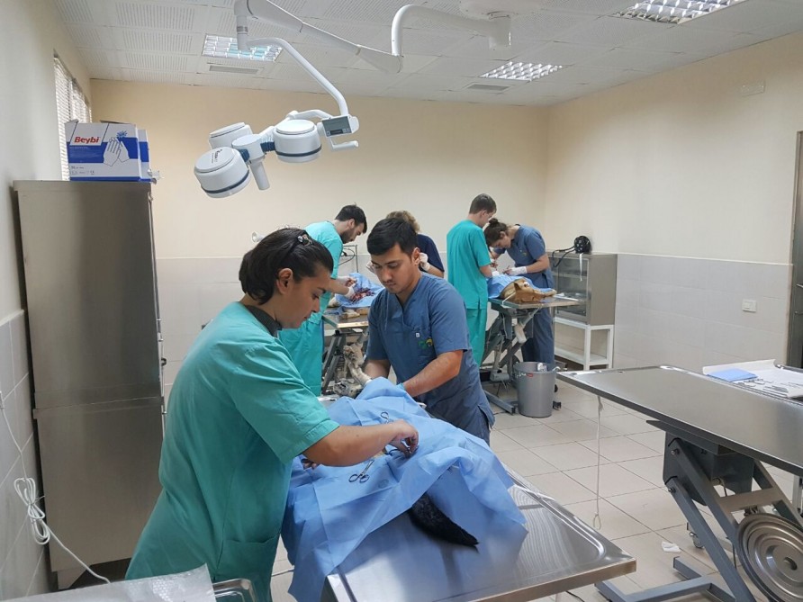 Sahibsiz itlərin sterilizasiyası üzrə aksiya keçirilir – FOTO