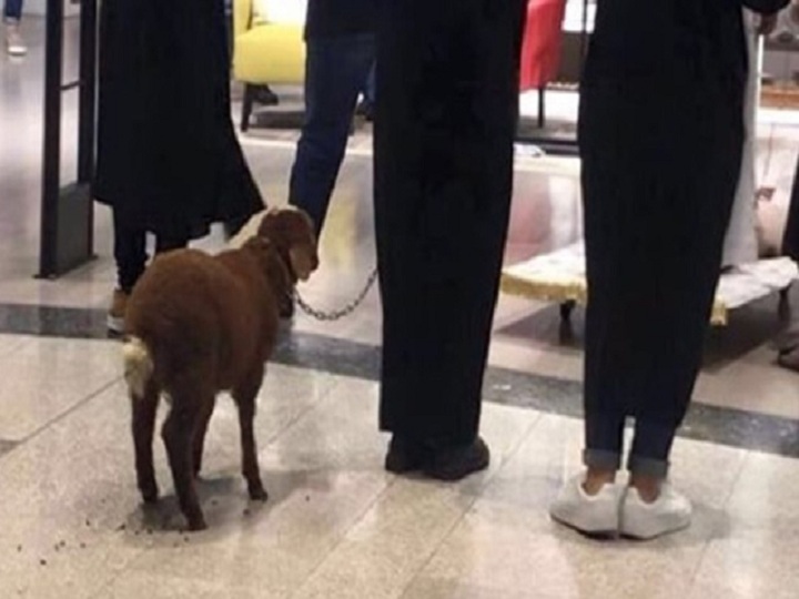 Ərəb turist “Gənclik Mall”a qoyunla girdi – FOTO