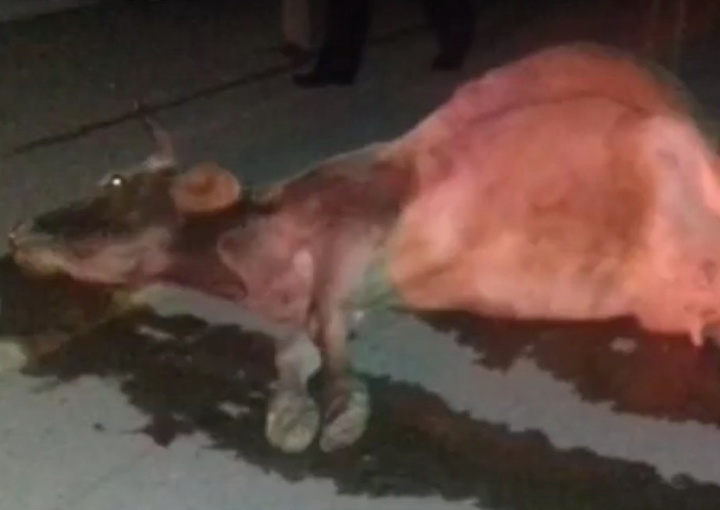 В Сумгайыте из-за коровы произошло тяжелое ДТП, погибли 3 человека – ВИДЕО