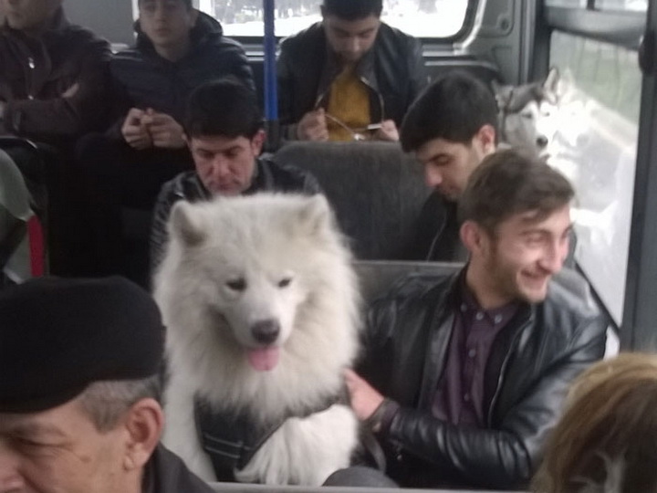 В Баку собаки проехались в автобусе и остались довольны – ФОТО – ВИДЕО