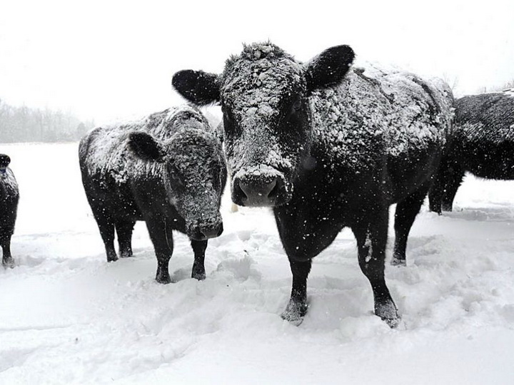 ����: 1news.az