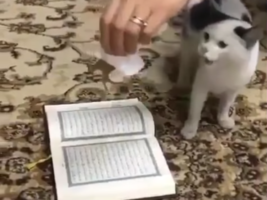 Удивительно: Кошка даже ради еды не стала наступать на Коран – ВИДЕО
