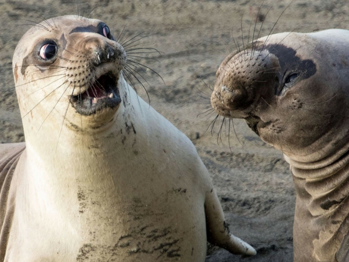 Ми-ми-ми: самые смешные фотографии животных – ФОТО