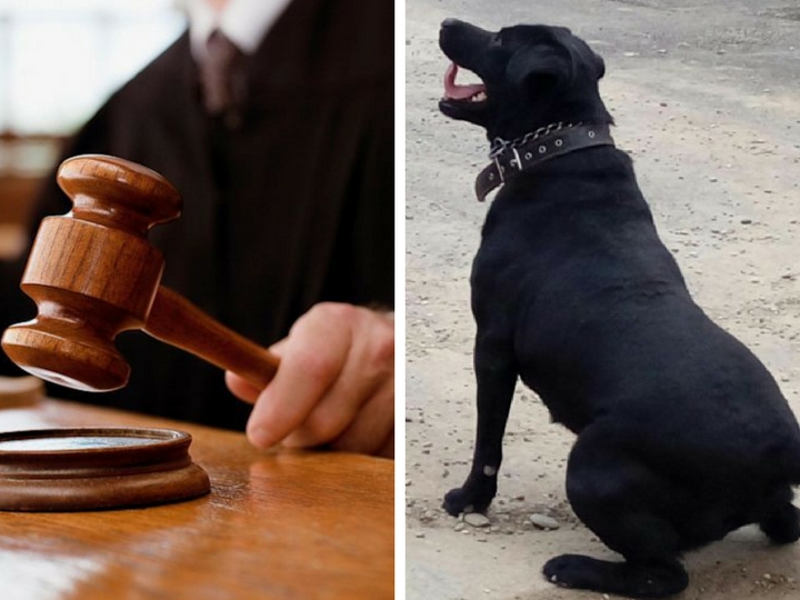 В Баку вынесен приговор мужчине, пытавшемуся убить двух братьев за то, что его облаяла их собака