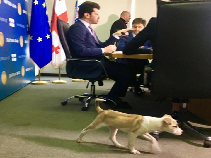 Мэр Тбилиси Каха Каладзе привел собаку на заседание городского правительства – ФОТО
