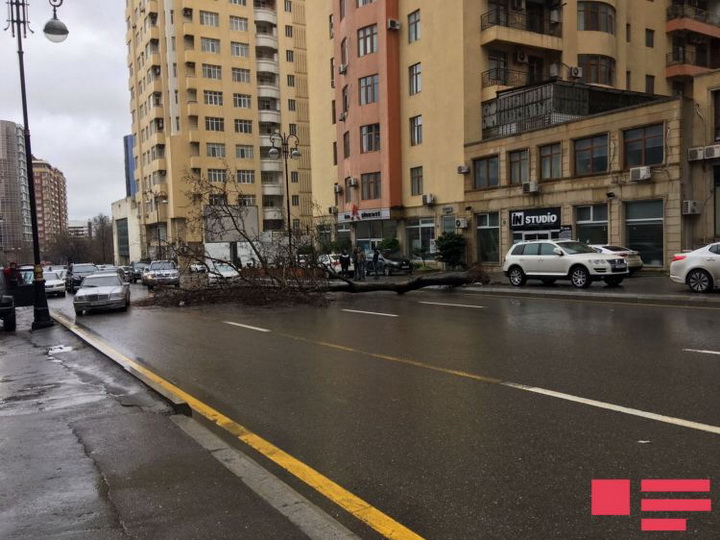 Поваленное сильным ветром дерево парализовало движение в центре Баку – ФОТО