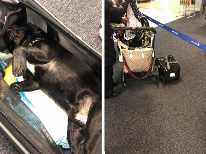 Собака умерла на багажной полке лайнера, куда ее потребовала поместить стюардесса - ФОТО