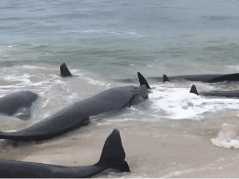 В Австралии на берег выбросились более 150 дельфинов - ВИДЕО