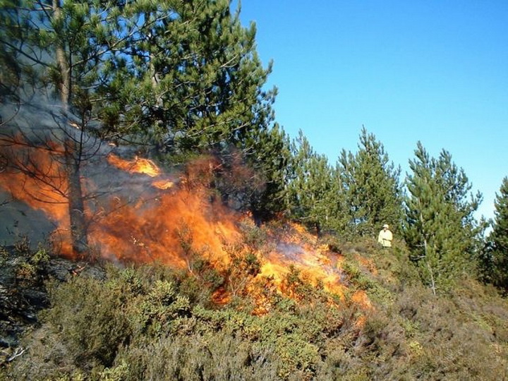 В лесополосе Лерикского и Шабранского районов начался пожар