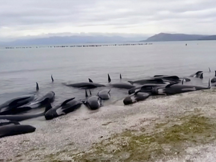В Австралии на берег выбросились 150 дельфинов