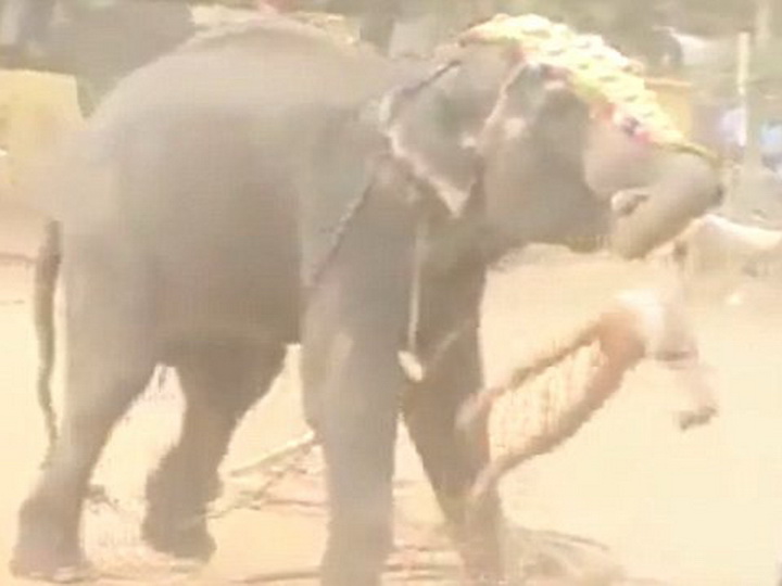 Слон насмерть затоптал погонщика во время праздника – ВИДЕО