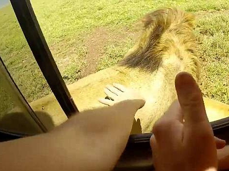 В Южной Африке турист попытался погладить льва и чуть не лишился руки - ФОТО - ВИДЕО