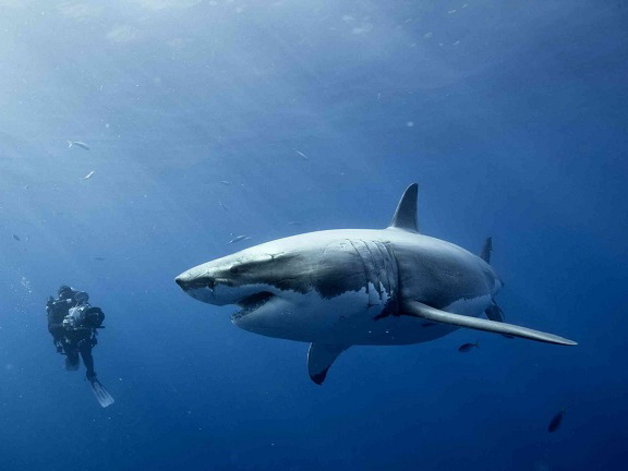 На британском побережье значительно увеличится число акул