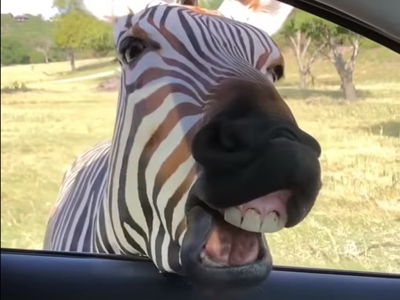 В США зебра заглянула в машину к туристам и попала на видео