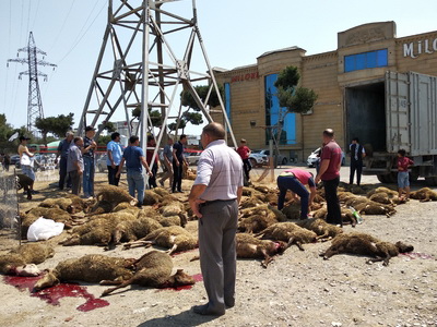 Массово погибли бараны, привезенные в Баку в связи с Гурбан байрамы – ФОТО