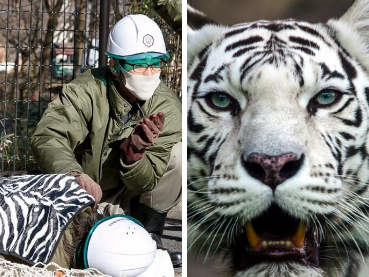 Белый тигр убил сотрудника зоопарка в Японии