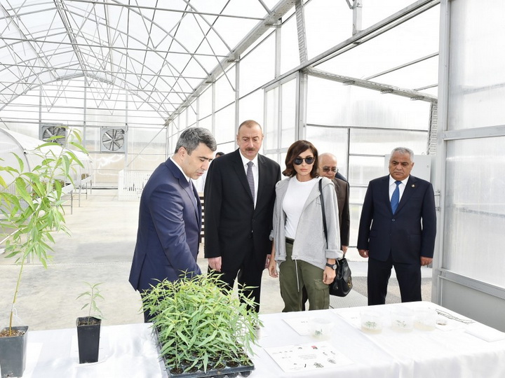 Президент Ильхам Алиев ознакомился в Губе с питомником саженцев Научно-исследовательского института фруктоводства и чаеводства
