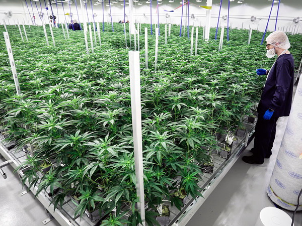 В Канаде началась легальная продажа марихуаны для получения удовольствия
