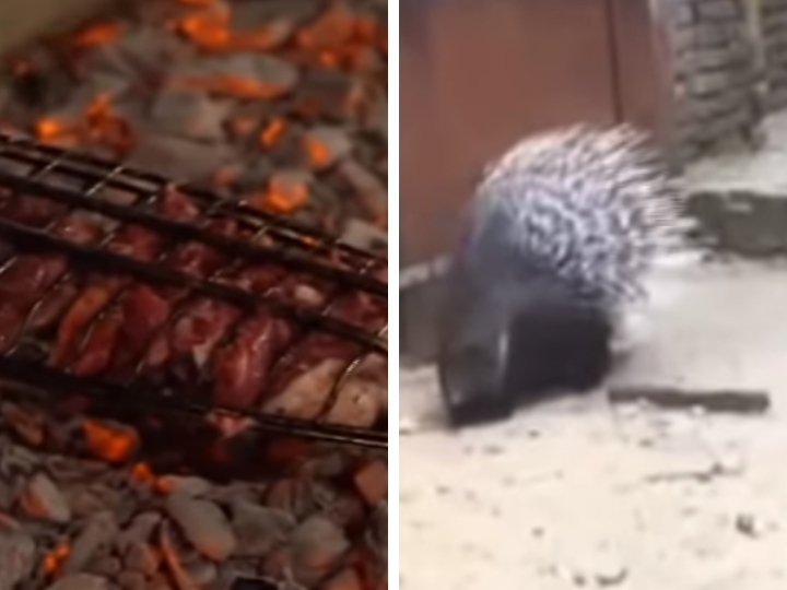 В Баку в ресторане зажарили животное, занесенное в «Красную книгу» Азербайджана – ВИДЕО