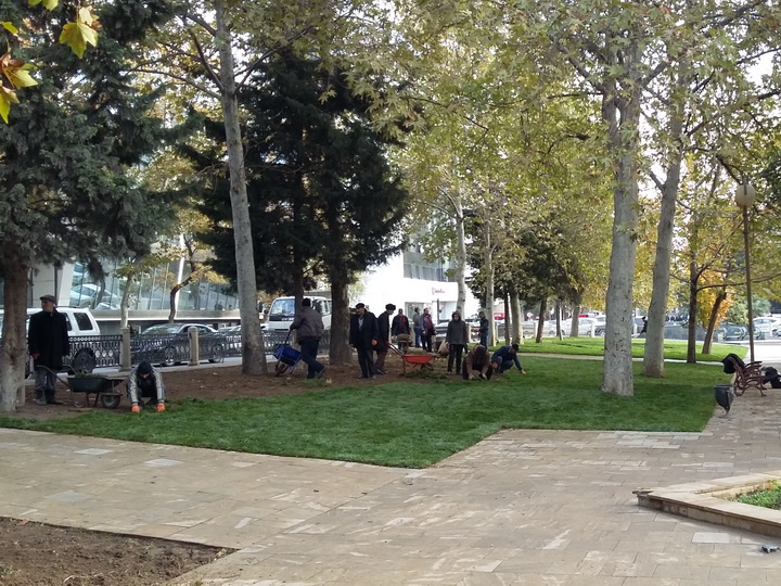 После строгих мер от Эльдара Азизова: Парки Баку становятся зеленее – ФОТО