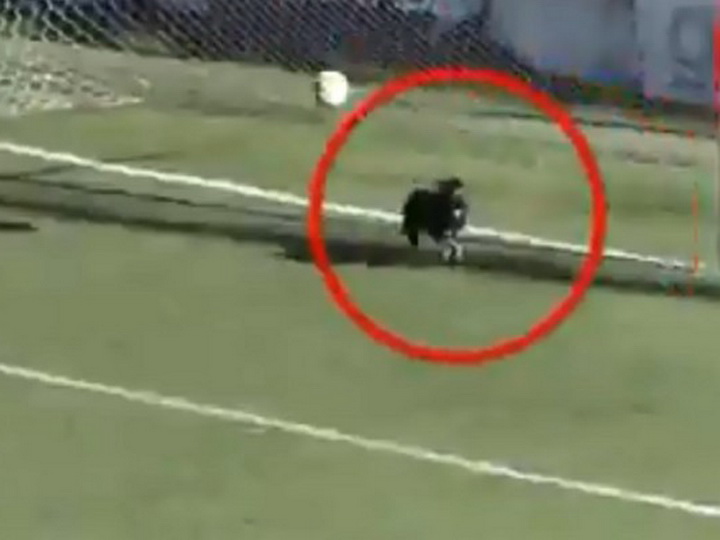 Выбежавшая на поле собака спасла команду от гола в чемпионате Аргентины – ВИДЕО