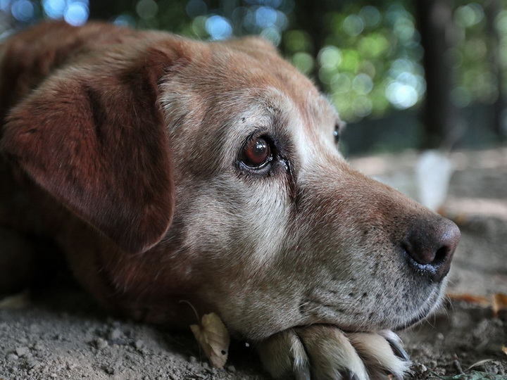 В Калифорнии пес почти месяц ждал хозяев у сгоревшего дома