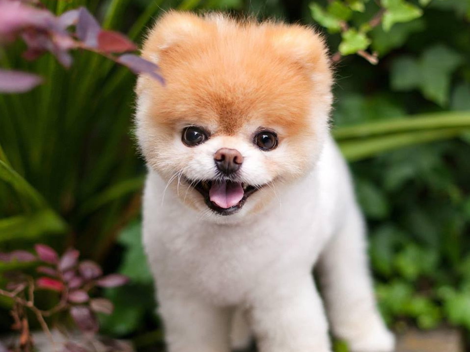 В США умерла «самая милая собака в мире» - ФОТО
