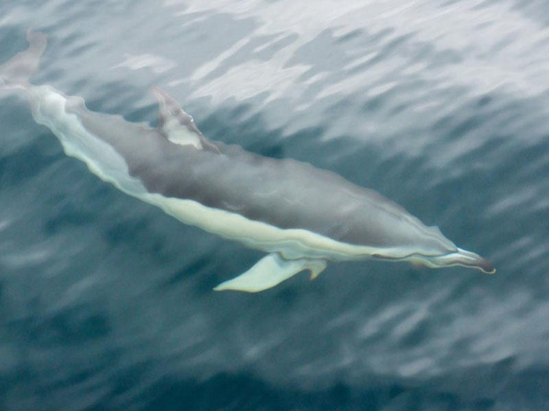 Ölmüş balinanın qarnından 40 kiloqram plastik tullantı tapılıb