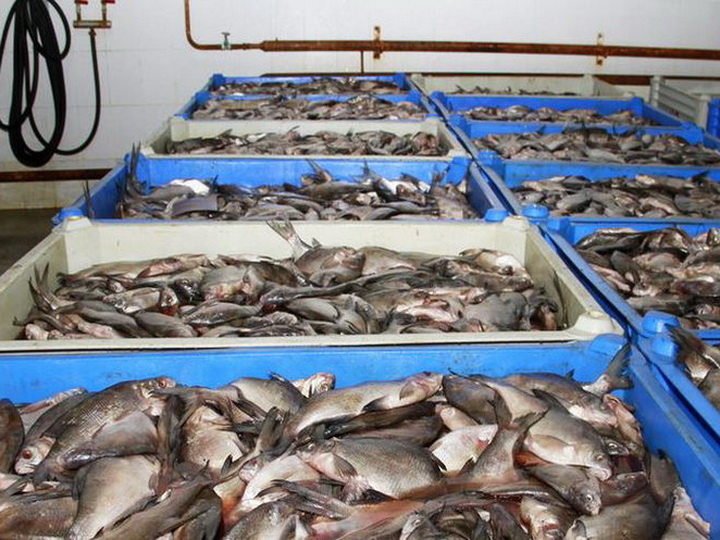 Рыбные заводы Минэкологии Азербайджана будут приватизированы