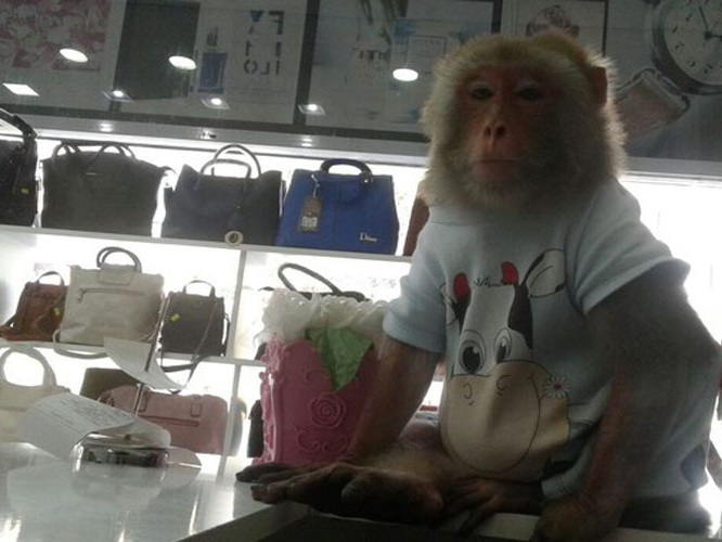 «Кинг-конг разбушевался»: В центре Баку обезьяна откусила ухо молодому человеку