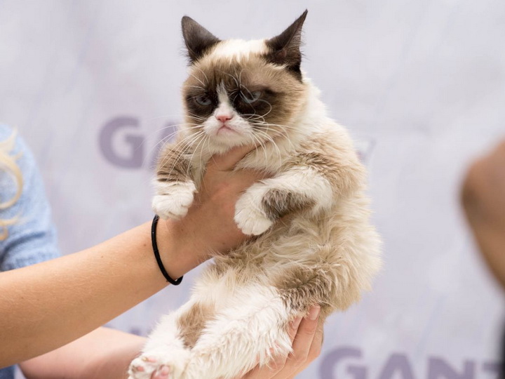 Умерла знаменитая сердитая кошка Grumpy Cat - ФОТО