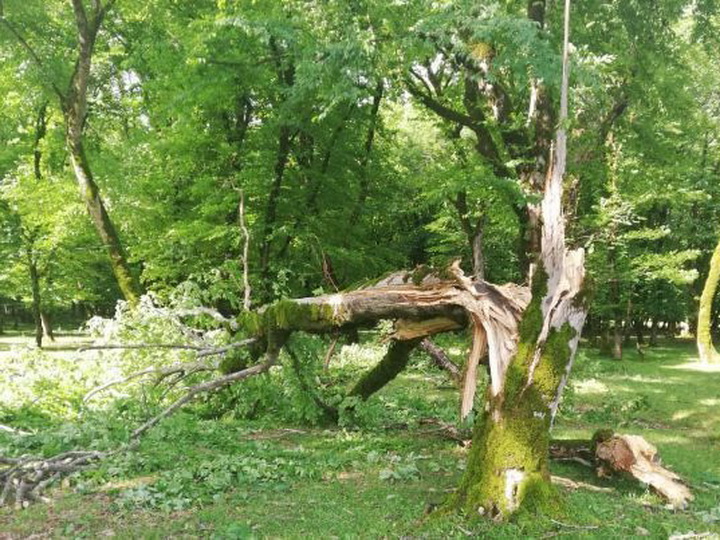 В Исмаиллы ветер повалил более 100 деревьев - ФОТО