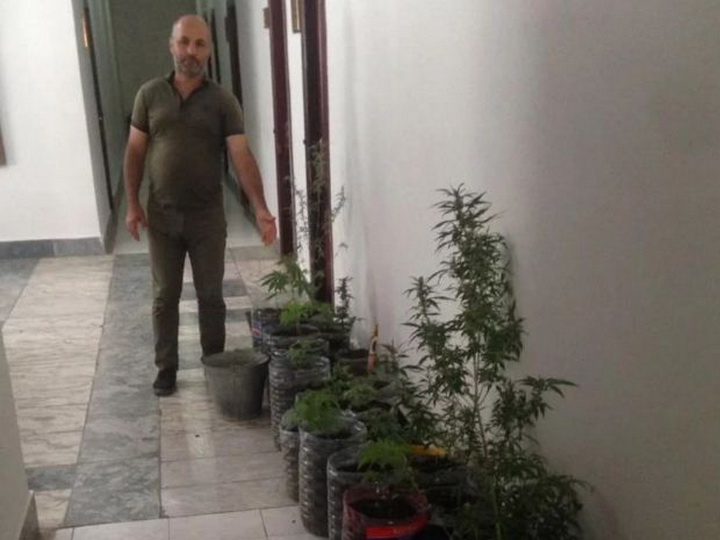 В Астаре задержаны супруги, занимавшиеся выращиванием конопли - ФОТО