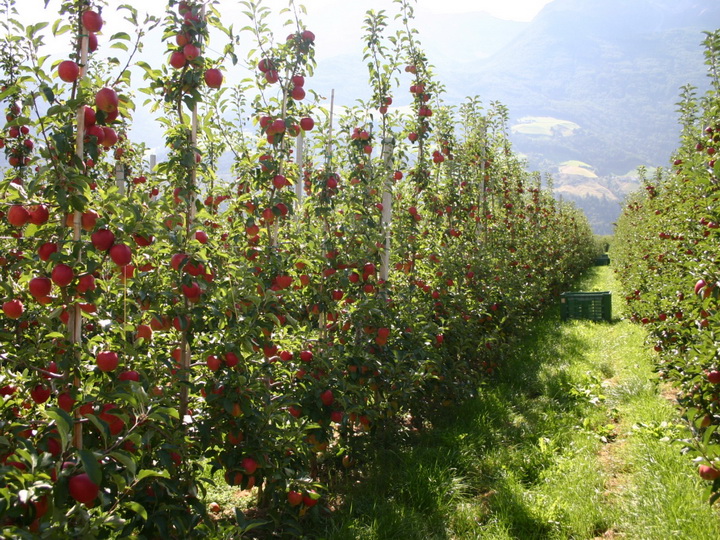 В Азербайджане уделяется большое внимание развитию интенсивного садоводства