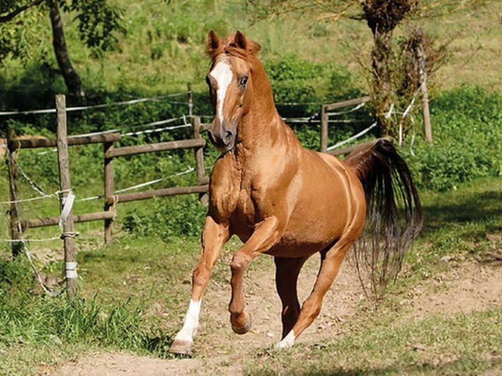 Азербайджан будет экспортировать карабахских коней в Европу