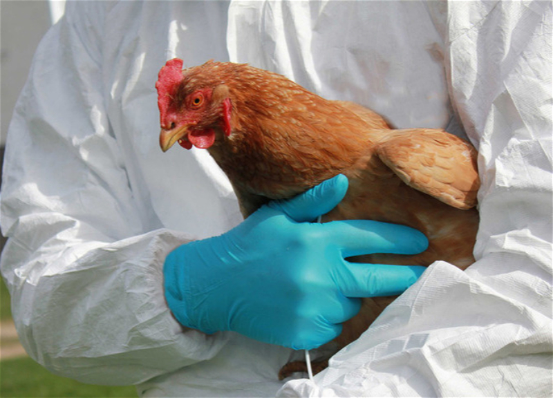 Эксперты ВОЗ обеспокоены по поводу возможности распространения птичьего гриппа среди людей