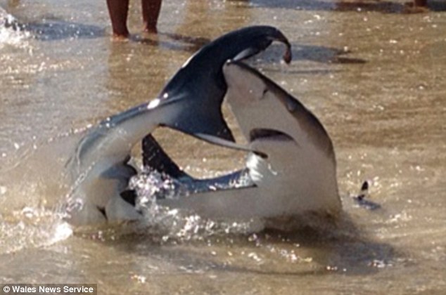 Отдыхавший на пляже британец оттащил акулу от игравшихся на мелководье детей – ФОТО – ВИДЕО