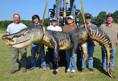 В Миссисипи поймали аллигатора с рекордным весом - ФОТО