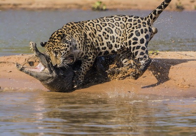 Охоту ягуара на крокодила за несколько дней посмотрели около 13 млн. человек – ВИДЕО