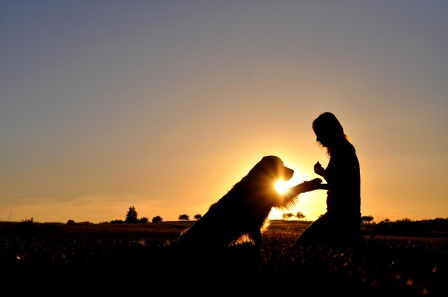 Почему собаки считаются лучшими друзьями человека – ФОТО