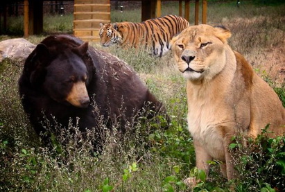 Западная пресса заинтересовалась частными коллекциями львов и медведей в домах армянских депутатов