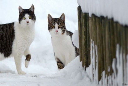 Активисты требуют от Швейцарии запретить поедание кошек
