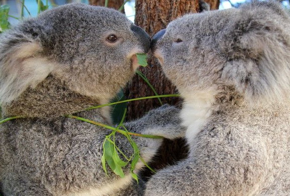 Власти Австралии истребили около 700 коал