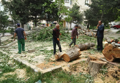 Покой нам только снится: неизвестные вновь вырубают деревья в Ясамальском районе Баку - ФОТО