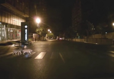 В Баку собаки преподали урок недисциплинированным пешеходам – ВИДЕО