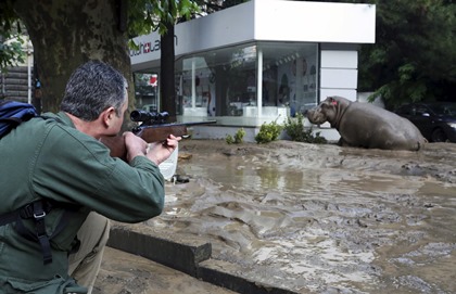 Зоопарк Тбилиси отчитался о поимке всех животных