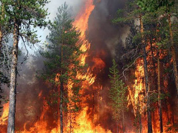 Минэкологии АР: Предпринимаются все меры для того, чтобы пожар не перекинулся на лесной фонд - ОБНОВЛЕНО